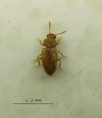 Cryptophilus