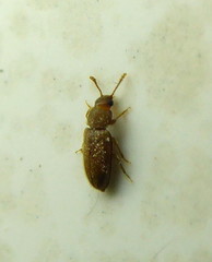 Cryptophilus