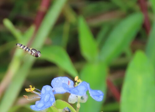 Epauletted Hover Fly photo 3