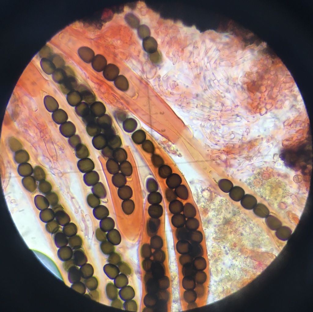 Sporormiella cymatomera
