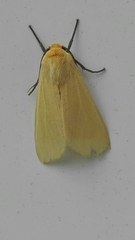 Pareuchaetes insulata