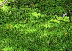 Sphagnum cristatum