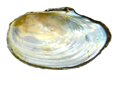 Sinanodonta schrenkii