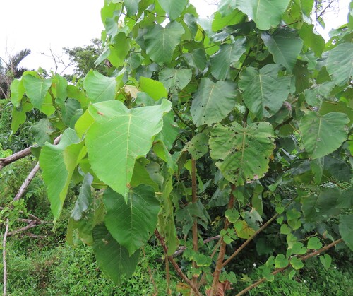 Wild Poplar (Macaranga capensis)