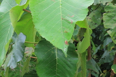 Macaranga capensis, photograph (c) Bruno - Yolande Zanette, some rights reserved (CC BY)