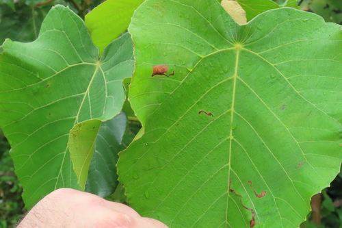 Macaranga capensis, photograph 4
