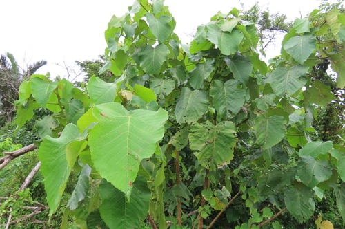 Macaranga capensis, photograph 5