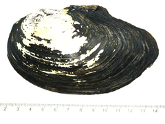 Sinanodonta schrenkii