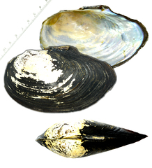 Sinanodonta schrenkii