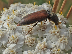 Agriotes ustulatus