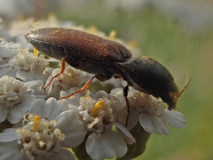 Agriotes ustulatus