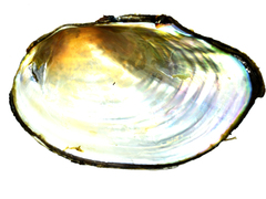 Sinanodonta schrenkii