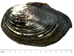 Sinanodonta schrenkii