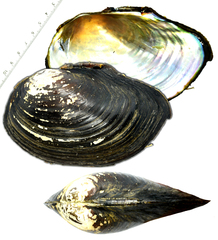 Sinanodonta schrenkii