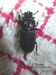 Nigidius delegorguei