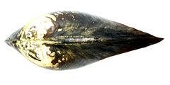 Sinanodonta schrenkii