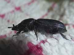 Nigidius delegorguei