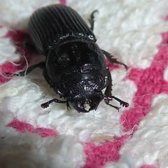 Nigidius delegorguei