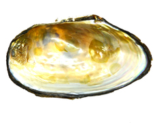 Sinanodonta schrenkii