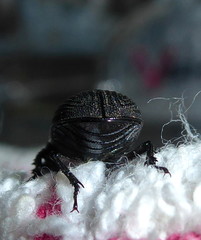 Nigidius delegorguei