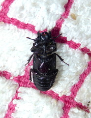 Nigidius delegorguei