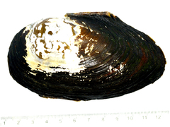 Sinanodonta schrenkii