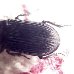 Nigidius delegorguei