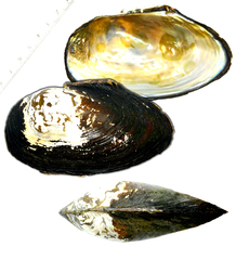 Sinanodonta schrenkii