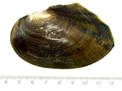 Sinanodonta lauta