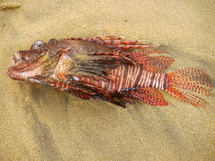 Pterois