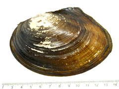 Sinanodonta lauta