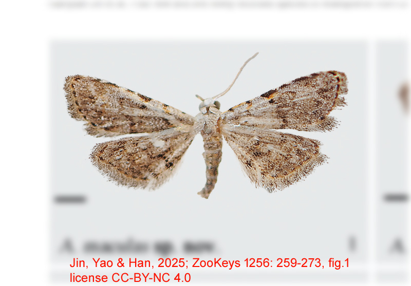 Araeopteron maculas