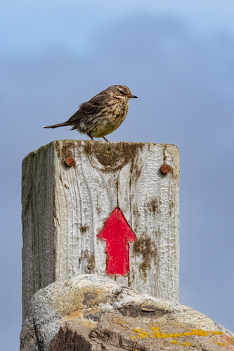Pipit maritime
