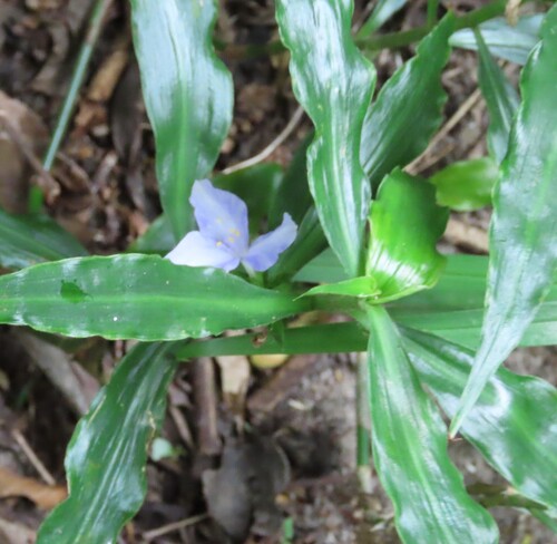 Coleotrype natalensis, photograph 3
