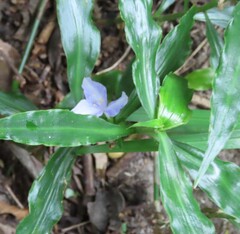 Coleotrype natalensis, photograph (c) Bruno - Yolande Zanette, some rights reserved (CC BY)