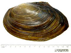 Sinanodonta lauta