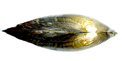 Sinanodonta lauta