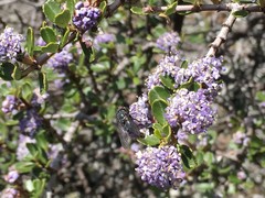 Ceanothus masonii