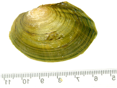 Sinanodonta lauta