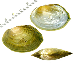 Sinanodonta lauta