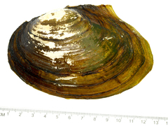 Sinanodonta lauta