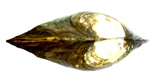 Sinanodonta lauta