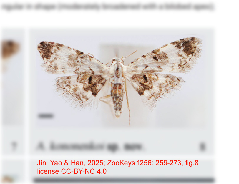 Araeopteron kononenkoi