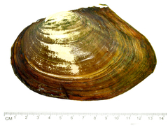 Sinanodonta lauta