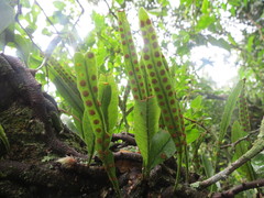 Microgramma mortoniana