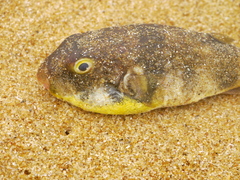 Chelonodontops patoca