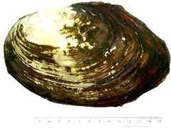 Sinanodonta lauta
