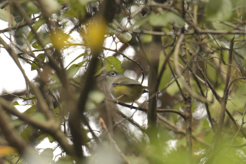 Green Shrike-Babbler