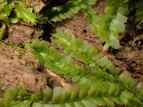 Heteroscyphus argutus observed 2025-11-01