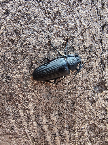 Navosoma luctuosum